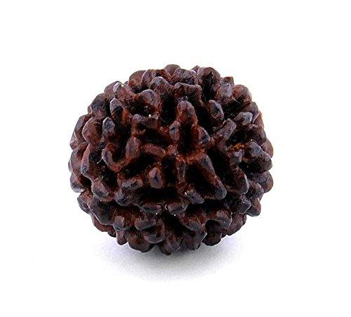 Rudraksha - A Divine Treasure